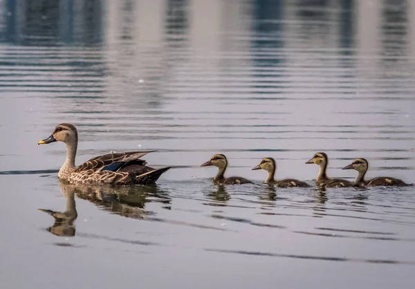 Teal Entenfamilie Mit Einer Gruppe Von Baby Entchen Auf Einem — Stockfoto