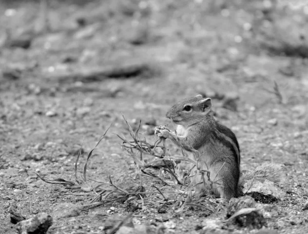 Mignon Écureuil Paume Mangeant Des Fruits Dans Parc Écureuil Paume — Photo