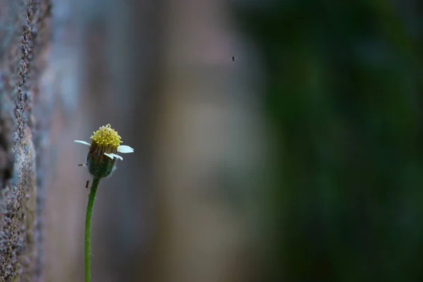 Квіти Соло Кабріолет Зеленому Фоні — стокове фото