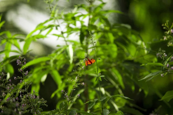 Roter Und Schwarzer Schmetterling Natürlichen Lebensraum Monarch Danaus Plexippus Schmetterling — Stockfoto