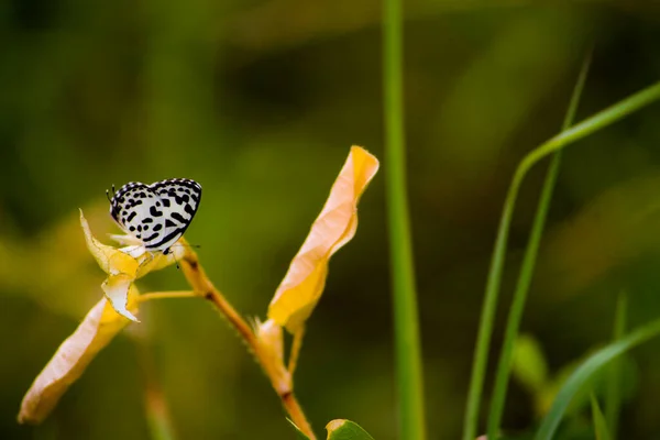 Weißer Schmetterling Mit Schwarzen Streifen Flügel Auf Blatt Mit Platz — Stockfoto