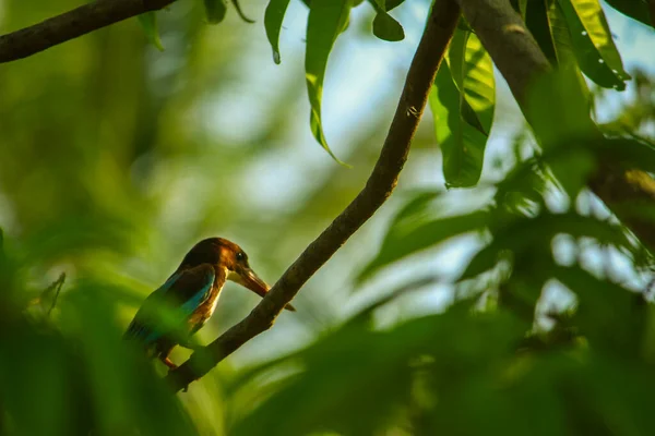 Kingfisher Dziczy Indiach Indyjski Biały Biust Królewski Ptak Spoczywa Grzędzie — Zdjęcie stockowe