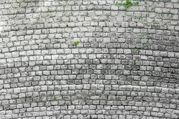 Witte Bakstenen Muur Met Plantje Achtergrond Van Witte Baksteen Muur — Stockfoto