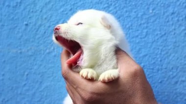 Şirin kuçu kuçu elinde esniyor. Yeni doğmuş beyaz bir köpek yavrusu uyur, hisseder ve esner.