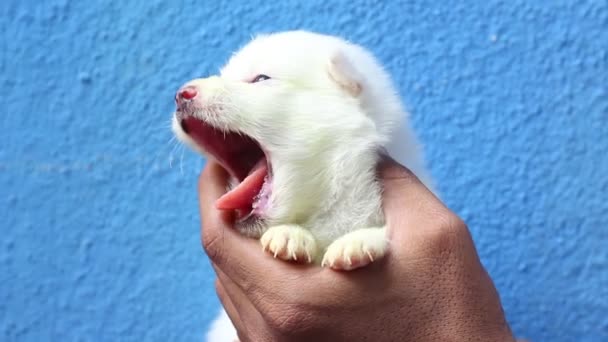 かわいい子犬が手にあくびをしている 新生児の白い子犬は睡眠感とあくびをしています — ストック動画
