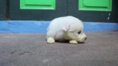 Şirin Puppy ilk dik noktasına yürümeye çalıştı. Yeni doğmuş beyaz köpek yürüyüşü.