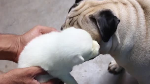 Pug dog yeni doğan beyaz köpeği sevgiyle yalıyor. Yeni doğan yetişkin köpekle oynuyor..