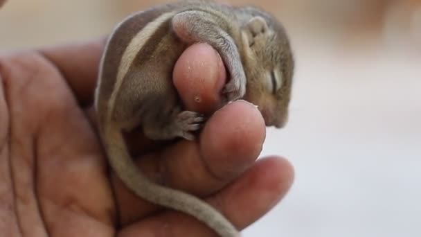 Niedliches Baby Eichhörnchen Schläft Und Gähnt Auf Der Menschlichen Hand — Stockvideo