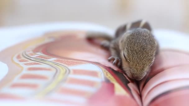 Roztomilé Dítě Veverka Spí Středu Knihy Malá Veverka Zavřela Oči — Stock video