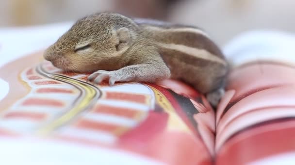 Linda Ardilla Bebé Dormir Centro Del Libro Pequeña Ardilla Cerró — Vídeos de Stock