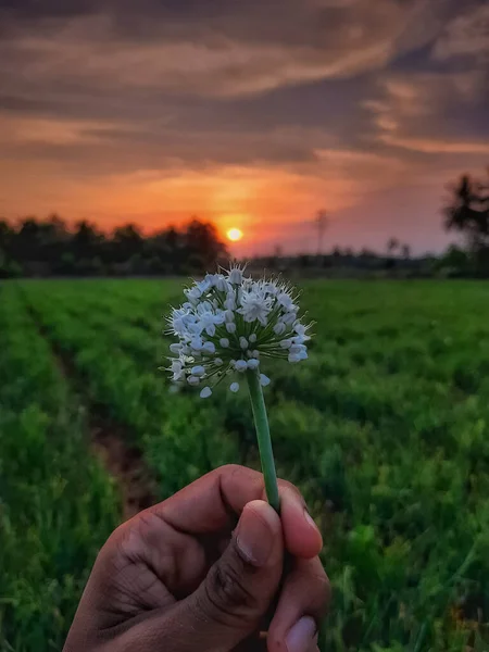 Chica Teniendo Una Hermosa Flor Blanca Con Dramático Atardecer Tierra — Foto de Stock