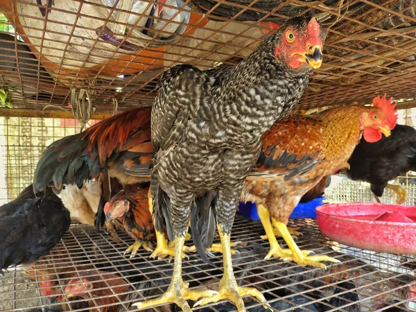 鶏と鶏は地元の食肉農場のケージの中にいます 食肉市場で販売されている新鮮な生きた鶏のグループ — ストック写真