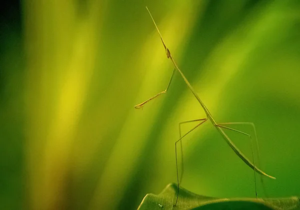 绿草螳螂肖像 关闭绿草螳螂站在绿叶上隔离的绿色背景 宏观摄影 文件的浅层深度昆虫就像草祈祷的螳螂 — 图库照片