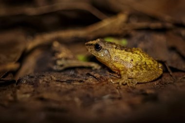 Küçük Sarı Ağaç Kurbağası - Hindistan 'da yağmur ormanı yaprağında küçük başlı ağaç kurbağası. Dendropthe microcephalus olarak da bilinir. Kurbağa makro fotoğraf