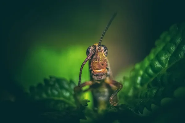 Grasshopper Aislado Sobre Fondo Verde Vista Directa Macro Los Saltamontes — Foto de Stock