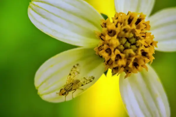 Housefly Nahaufnahme Housefly Sitzt Auf Einem Hübschen Weißen Und Gelben — Stockfoto