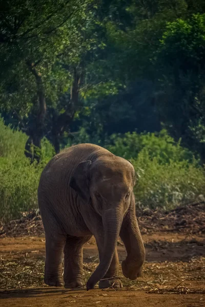 Baby Elephant Portrait Baby Elefant Spielt Auf Dem Reservefeld Mit — Stockfoto