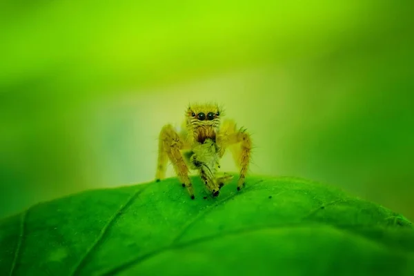 Jumping Spider Sitticus Fasciger Leaf Extreme Close Macro Foto Puente — Foto de Stock