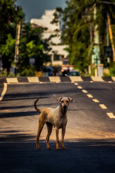 Adult Street Dog Sitzt Mitten Der Belebten Straße Der Stadt — Stockfoto