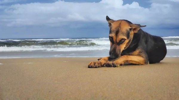 Straßenhund Strand Sand Isolierte Strandwellen Und Blauer Himmel Hintergrund Streunender — Stockfoto