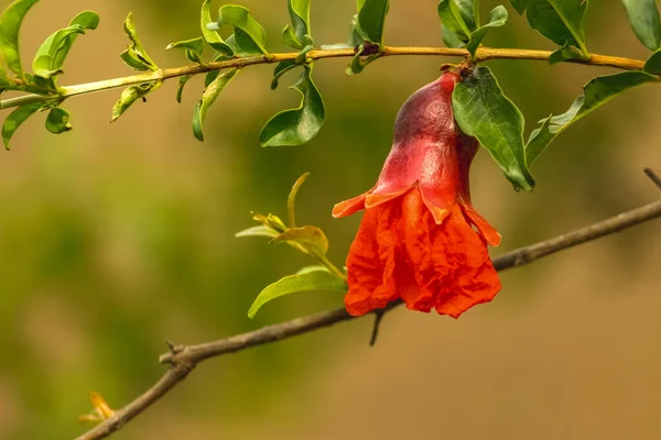 Röda Granatäpplen Blommor Och Dess Gröna Blad Granatäpple Inramning Trädgård — Stockfoto