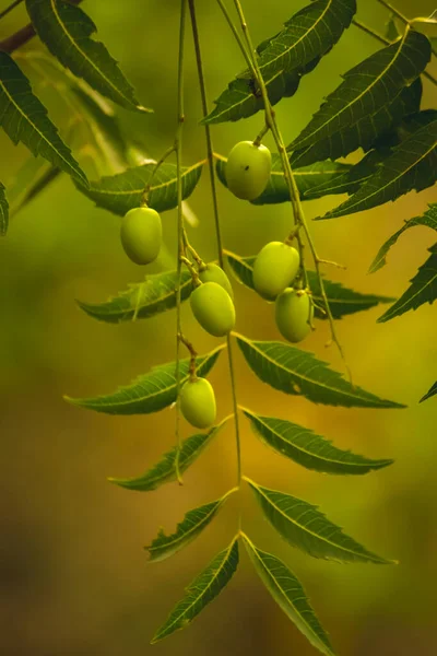 Färsk Neem Frukt Träd Med Blad Naturen Bakgrund Blad Neem — Stockfoto