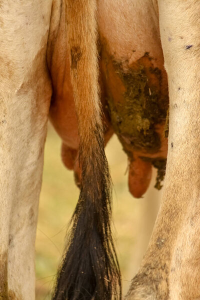 unhygienic cow breast / cow udder. closeup of Breast milk of cows in livestock farm. Cow's breast ,udder and cow nipples.
