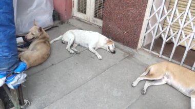 Sokak köpekleri / sokak köpekleri Chennai, Tamilnadu, Hindistan 'daki ana markette dinleniyor ve uyuyorlar. Başıboş köpek hasta ve Hint caddesinde uyuyor..