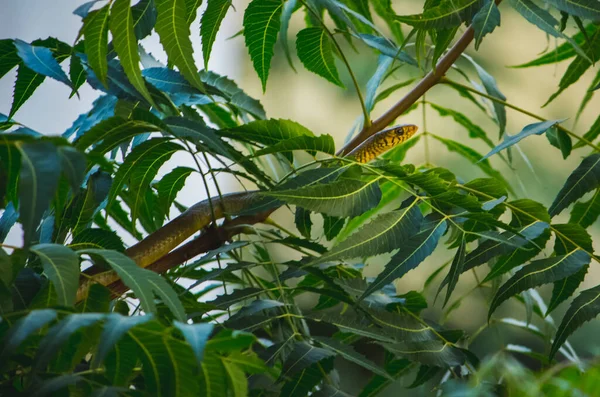 Μικρό Ινδικό Φίδι Αρουραίου Στο Κλαδί Του Δέντρου Neem Πράσινα — Φωτογραφία Αρχείου