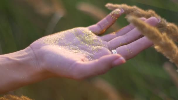 Mains de femme avec des paillettes d'or dans le domaine sur le coucher du soleil — Video