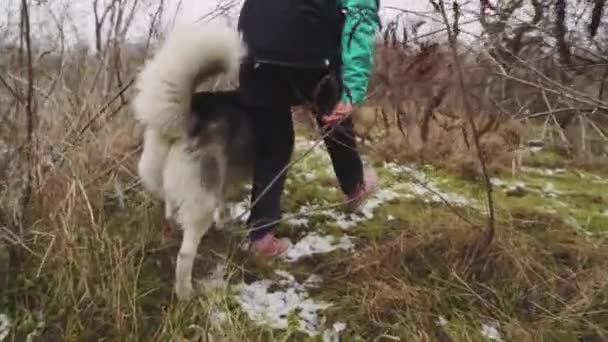 在冬天的森林里，年轻的女人和她的哈士奇狗散步玩耍 — 图库视频影像