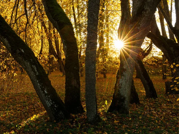 Autumn sunset in forest — Stock Photo, Image
