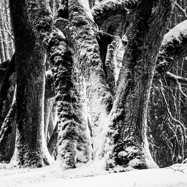 Vecchi alberi di Tilia in inverno Foto Stock