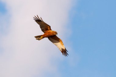 Bayağı Şahin (Buteo buteo) uçuş