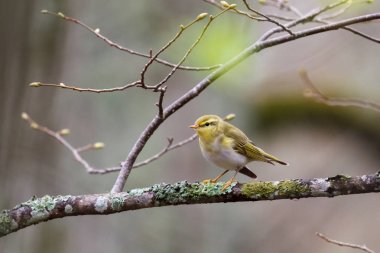 Ahşap çıvgın (Phylloscopus sibilatrix)