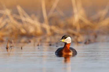 Kızıl boyunlu batağan (Podiceps grisegena)