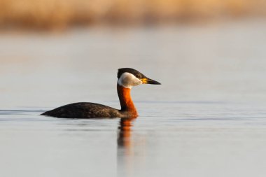 Kızıl boyunlu batağan (Podiceps grisegena)