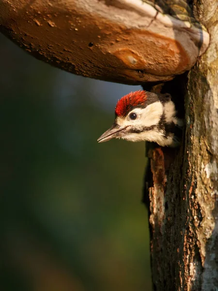 Buntspecht (Dendrocopos major) Küken auf der Suche — Stockfoto