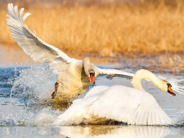 Mute swan fighting — Stock Photo, Image