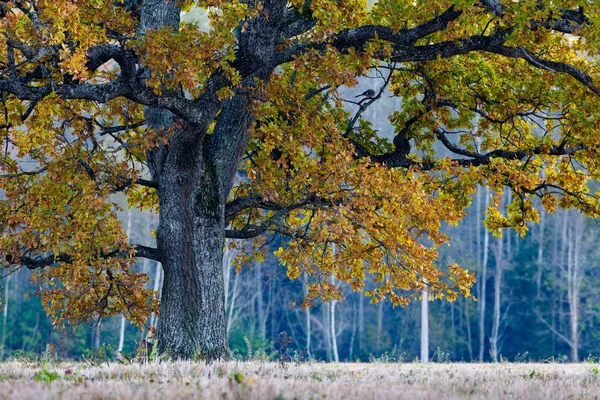 Old oak in autumn colors — Stock Photo, Image