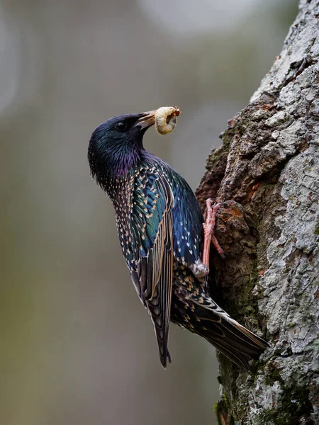 Starling nourrit les poussins avec des vers — Photo
