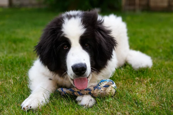 Cachorrinho Landseer no jardim — Fotografia de Stock