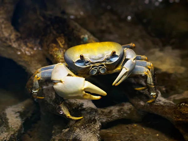 Rainbow crab (cardisoma armatum)