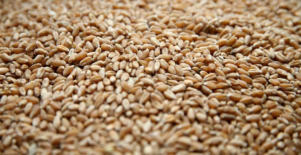 Grano Del Fondo Grano Isolato Lituania — Foto Stock