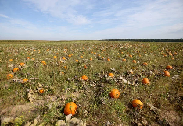 Cosecha Calabaza Otoño Los Campos Lituania —  Fotos de Stock