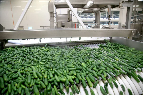 Fábrica Línea Vacío Del Pepino Transportador Citas Lituania Kedainiai Vikonda — Foto de Stock