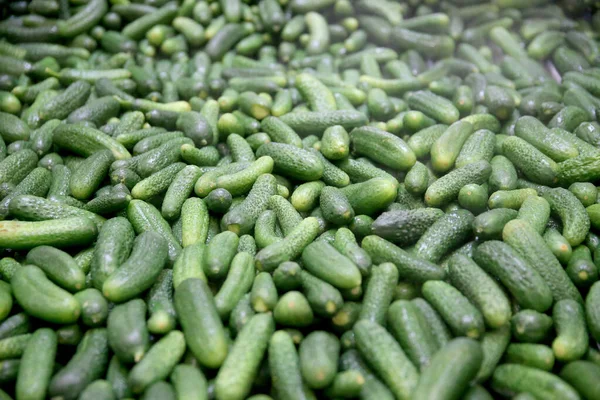 Factory Cucumber Vacuum Line Conveyor Dating Lithuania Kedainiai Vikonda — Stock Photo, Image