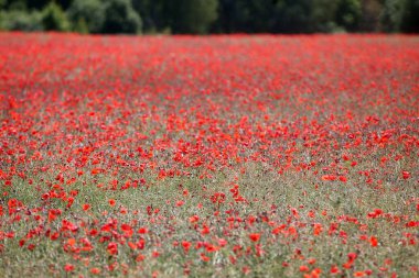 Bahar alanına, kırmızı gelincikler çok