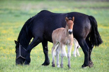 İki at, yeşil çayırda kahverengi tay ve siyah anne.
