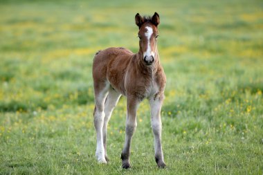 Kahverengi yavru genç at portresi.